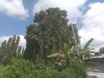 The scene depicts an outdoor environment in Bamburi ward, Kenya, under a partially cloudy blue sky. A large, dense, dark green tree occupies the central and right portions of the frame. To the left, a cluster of tall, slender green trees stands. A light-colored utility pole is centrally positioned on the right, with several power or communication lines traversing the sky, some connected to the pole. Large-leafed banana plants are visible around the base of the utility pole and in the mid-ground. Below the large tree and partially obscured by dense green foliage, a section of a building with a reddish-brown tiled roof and a light-colored wall is visible. To the far right, a structure with corrugated metal siding, appearing weathered, is present, topped by a dark-colored water storage tank. No individuals, discernible actions, or interactions are visible.