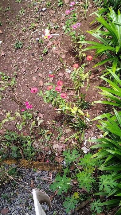 The image shows a ground-level view of a garden in Panjalu, Indonesia, at coordinates -7.142, 108.278. The scene is dominated by a large green leafy plant, possibly a type of palm, in the right foreground. To its left, there is a small papaya plant with several large, deeply-lobed green leaves. The rest of the image captures a variety of vegetation, including a patch of pink and white flowers, green leaves, and brown dirt. Several pieces of trash litter the scene, including plastic bags and a yellow-and-red package. The background is out of focus, but reveals a wall of tall grass and some additional vegetation. No people are visible in the image.