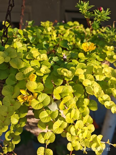 The image shows a close-up view of a hanging basket filled with a lush, cascading plant featuring numerous small, rounded, bright yellow-green leaves. Several small yellow flowers are interspersed among the foliage. In the upper right portion of the frame, a stem with green leaves and a few small magenta flowers is visible. A rusty chain, used to hang the basket, is present on the left side. The background is blurred, suggesting an outdoor setting, possibly a garden or patio, with hints of vertical structures and darker foliage. The lighting indicates a sunny day, casting shadows and highlighting the vibrant colors of the plant. The timestamp "08/07/2026 19:32" is superimposed on the lower right corner. This image does not depict any recognizable landmarks or elements specific to Eastbourne, United Kingdom.