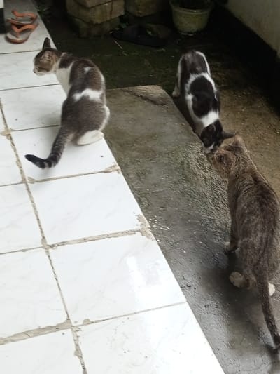 Three cats occupy an outdoor tiled and concrete space. A grey and white cat sits with its back to the viewer on white tiles. Another white cat with black markings bends down, perhaps drinking water from a concrete surface. A brown tabby cat stands and faces the black and white cat, also near the water. A pair of orange sandals sits in the upper-left corner, and overgrown greenery sits in the background.