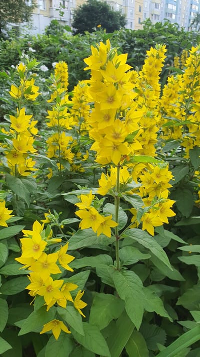 A close-up, low-angle, vertical shot showcases a dense cluster of bright yellow flowers with star-shaped petals and dark centers. These flowers are arranged along long, leafy green stems, with some clusters appearing more tightly packed than others. The leaves are lance-shaped and a deep green, providing a lush backdrop to the vibrant yellow blooms.
In the background, on the left side of the frame, a multi-story building with a light-colored facade and numerous windows is visible. The building's architecture suggests an urban or suburban setting. Behind the building and intermingled with the flowers, the dark green foliage of trees and possibly other shrubs creates depth and texture. The overall impression is one of natural beauty thriving near a developed area.
The lighting suggests it is daytime, with soft light illuminating the flowers and casting subtle shadows. No people are visible in the frame, and the scene conveys a sense of natural tranquility. The presence of the building indicates an outdoor setting, likely a garden, park, or residential area in Salihorsk, Belarus. There is no visible text in the image.
