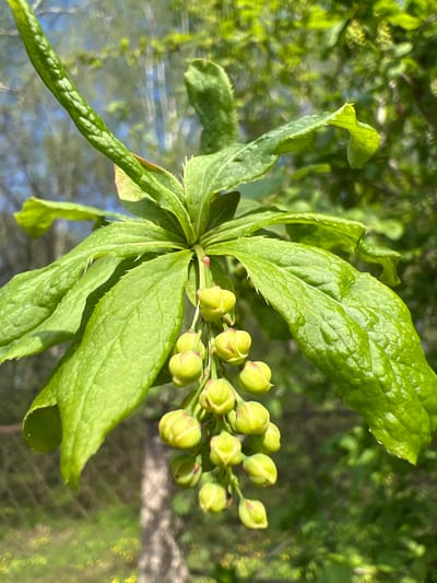 In the city of Ильинская Поляна Снт, Russia, the image shows a close-up view of a plant with green leaves and a cluster of green buds. The leaves are arranged in a circular pattern around the stem, and the buds are tightly clustered together. The background is blurred, suggesting a shallow depth of field, but appears to be a natural environment of trees and sky.