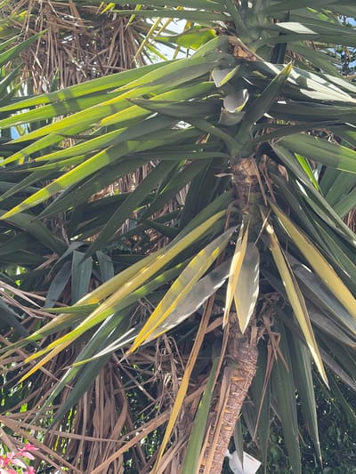 The image shows a close-up view of a yucca plant in Holon, Israel. The plant's long, green, sword-shaped leaves are prominent, with some leaves showing yellowing or browning. The central trunk of the plant is visible, with a rough, fibrous texture and remnants of old leaf bases. The background consists of more of the yucca plant's foliage and dry, brown leaf material, creating a dense, layered effect. Sunlight filters through the leaves, casting shadows and highlighting the texture and color variations. In the lower left corner, a small cluster of pink flowers is partially visible, adding a touch of color to the scene. The overall impression is one of a lush, somewhat wild, outdoor environment.