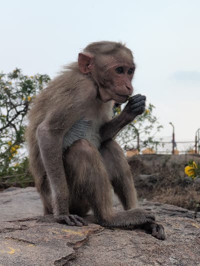 An adult macaque, likely a Rhesus Macaque, is depicted sitting on a large, flat, dark grey and brown rock outdoors in Kadaladi, India. The monkey is oriented slightly right of the viewer, with its left hand raised to its mouth, holding and consuming a small, light-colored object. Its fur is predominantly light brown, with a lighter, possibly bluish-grey, chest area. The monkey's face exhibits pinkish skin around dark eyes. The immediate background on the left features blurred green foliage with scattered yellow flowers. The right background consists of drier, lighter-colored ground and indistinct structures including what appears to be a fence and a utility pole, under an overcast or hazy light grey sky.