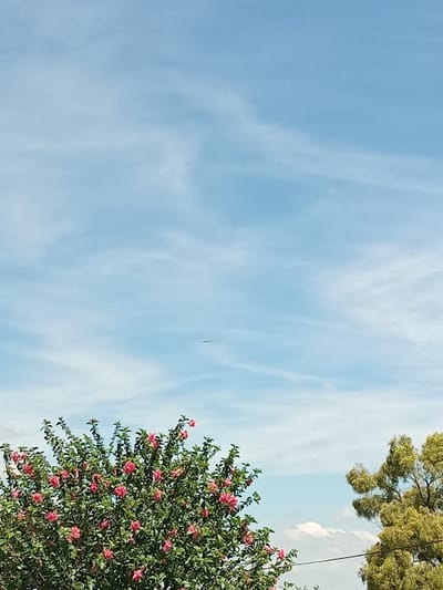 The image displays an outdoor scene in Germiston, South Africa, under a bright blue sky with dispersed white, wispy clouds. A solitary white aircraft is visible at high altitude in the upper-central portion of the frame, flying horizontally. The lower-left foreground features a dense, flowering shrub with numerous pink blossoms against dark green foliage. A portion of a second tree, characterized by lighter green, possibly yellowish-green, leaves, is present in the lower-right quadrant. A thin, dark line, consistent with an overhead utility wire, traverses horizontally through the lower-right section of the image. No people or overt actions are depicted.