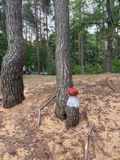 An outdoor scene in the Sestroretsk, Russia, area features a sandy ground with scattered pine needles and twigs. Two large pine trees are prominent in the foreground, with a carved wooden mushroom decoration on the trunk of the tree on the right. In the background, several people are gathered around tables and chairs, suggesting a picnic or outdoor gathering, with a dense forest of pine trees behind them. The weather appears overcast.