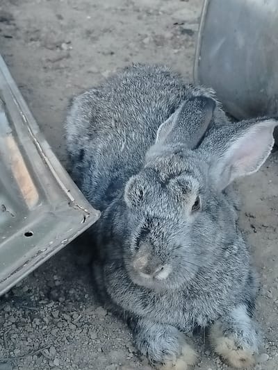 A medium shot captures a gray rabbit lying on dusty ground, with a metallic object to its left and a large, curved metallic object behind it. The rabbit is positioned centrally, facing slightly to the right. Its fur appears dense and textured, with variations in gray tones. The ground is composed of fine gravel and dirt. The metallic object to the left is angled, with a visible edge and a circular indentation. The background object is out of focus, but its curved shape suggests a large container. The scene is outdoors, likely in an urban or semi-urban environment, given the presence of metallic objects that could be discarded or part of a structure. The overall impression is one of a domesticated or feral animal in an everyday, unexceptional setting. The location in Көлкент, Kazakhstan, suggests a potentially rural or semi-rural context within that region, where such discarded materials might be common.
