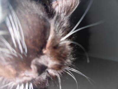 The media file is a close-up, out-of-focus photograph of a black cat's face. The cat's fur is dark and appears somewhat fluffy, with prominent white whiskers extending outwards. The lighting suggests it might be daytime, as there are bright highlights on the whiskers and some areas of the fur. The background is a blurred, neutral gray, providing no specific environmental cues. No text is visible in the image. The focus is heavily on the cat's facial features, particularly its whiskers and the texture of its fur. The overall impression is an intimate, abstract portrait of the animal.