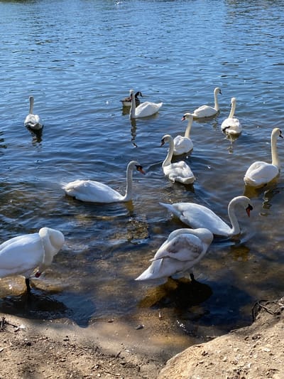 The image shows a group of swans in the water near a shoreline in the Borough of Spelthorne, United Kingdom. The swans are mostly white and are either swimming in the blue water or standing near the edge of the shoreline. The shoreline appears to be made up of dirt and small rocks. The water has some ripples and reflections on its surface. The swans vary in size and position, some with their heads extended forward and others with their bodies closer to the edge of the water. The scene is bathed in natural light.