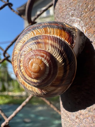 A snail shell, with its characteristic spiral pattern of brown and tan stripes, is affixed to a rusty metal post. The shell appears to be the primary subject, filling a significant portion of the frame. Behind the snail, a blurred background reveals a chain-link fence and a bright blue sky, suggesting an outdoor setting. Hints of greenery and a building are also visible in the distance. The image appears to be a close-up shot, focusing on the texture and details of the snail shell and the weathered post. The location is specified as Belashtitsa, Bulgaria.