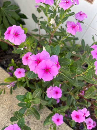 The image shows a close-up view of a plant with numerous bright pink flowers, commonly known as periwinkles. The flowers have five petals with a darker pink or magenta center. They are surrounded by lush green leaves, some of which are slightly glossy. The plant appears healthy and is in full bloom.

The setting seems to be outdoors, possibly a garden or a yard, with a textured gray stone surface visible in the lower right portion of the image. There are hints of other elements in the background, including a white tiled surface on the left, suggesting an urban or suburban environment. The lighting suggests it might be daytime, with natural light illuminating the flowers.

No people or animals are visible in the image. The focus is entirely on the vibrant flowers and foliage of the plant. The overall mood conveyed is one of natural beauty and vitality. There is no visible text within the image. The location context provided, Urbanització La Carrasquera, Spain, places this scene in a specific geographical area.