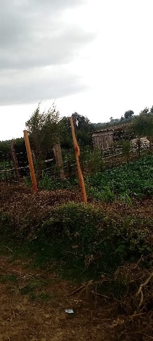 The image captures an agricultural landscape under an overcast sky in Kinale ward, Kenya. The foreground features reddish-brown earth with sparse dry vegetation and a small piece of white debris. A cultivated plot of vibrant green leafy crops occupies the mid-ground, demarcated by a rustic wooden fence. The fence includes two prominent, light-brown, rough-hewn vertical posts in the left-center, flanked by additional wooden stakes and branches. Behind the crops, a small, weathered wooden shed with a slanted roof is visible to the right. Beyond, dense green foliage covers the rising terrain, extending to a distant treeline beneath the gray clouds. Indistinct light-colored forms are present in the right mid-ground, behind the cultivated area. No human subjects are visible.