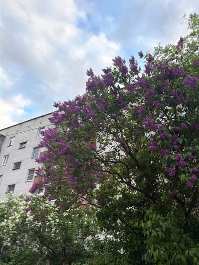 The image is an upward-angle shot that features lilac bushes with purple blooms in the foreground. Behind the lilac bushes, a tall, multi-story building with a light-colored facade and rectangular windows is visible. Some white-flowered trees are also apparent next to the building. The sky is partially overcast, with a mix of blue and white clouds. The location is likely Tokkari, Russia, as mentioned in the prompt.