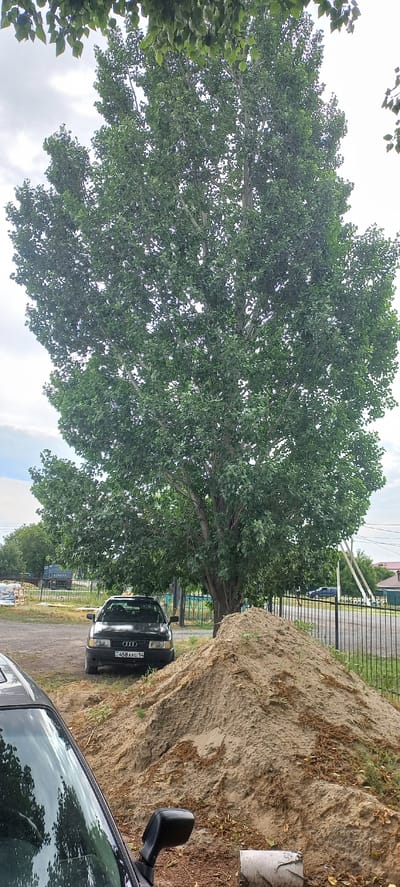 The image shows a large tree with green leaves, a black Audi car, and a pile of sand in front of a fence. The car has a license plate that reads "KZ 458AAG 14". In the background, there are more trees and buildings, including a house with a red roof. The sky is cloudy. The image appears to have been taken on a street in Ertis, Kazakhstan.