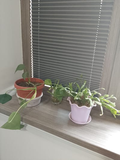 The image shows three potted plants on a wooden windowsill. The leftmost plant is in an orange pot, with some of its leaves trailing out. Next to it, a smaller plant in a glass container with water contains several green stems. To the right, a pink scalloped pot holds a plant with segmented, flat stems. Behind the plants, a set of gray blinds covers a window. The windowsill is a neutral gray wood-grain material, and the wall to the left is a plain white. The scene appears to be indoors, likely in a residential setting. There is no discernible connection to Namangan City, Uzbekistan.