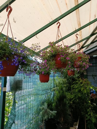 This media file shows a greenhouse or nursery filled with various plants. The scene is dominated by hanging potted plants, some with vibrant purple flowers and others with delicate blue blooms, all contained in brown plastic pots. These pots are suspended from a green metal structure that supports a translucent, corrugated roof, suggesting an indoor or covered outdoor environment.
In the background, more plants are visible, including several evergreen trees in dark pots and leafy shrubs. A green mesh netting is draped along the left side of the frame, providing a backdrop and perhaps serving as a shade or windbreak. The lighting suggests it is daytime, with sunlight filtering through the roof and illuminating the plants.
There are no people visible in the image. The overall impression is one of abundance and growth, characteristic of a place where plants are cultivated and sold. The setting appears to be a commercial nursery or garden center, likely in Orekhovo-Zuyevo, Russia, given the location context. A small white tag with some handwritten text in black ink is attached to the green metal support on the left, reading "3/6 19-05-24". This likely represents a price or identification code for one of the plants or items in the nursery. The weather is not directly indicated, but the lighting and the thriving plants suggest favorable conditions for growth.