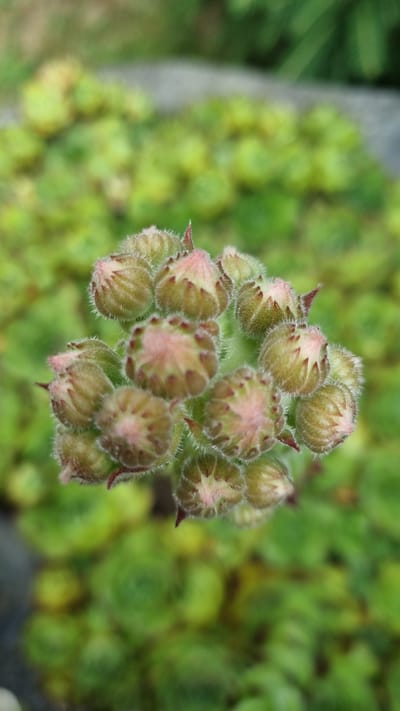 The image is a close-up, top-down shot of a cluster of Sempervivum flower buds, commonly known as "hen and chicks." The buds are tightly packed together, appearing as small, ovate structures with pointed tips. They are predominantly a light green color, with hints of pink or reddish-brown at the tips of some buds. The surfaces of the buds are covered in fine, white, hair-like structures, giving them a slightly fuzzy appearance. A few small, reddish, pointed structures, possibly developing sepals or bracts, are also visible among the buds.
The background is a blur of soft green and yellow hues, suggesting a natural outdoor setting with other foliage. The out-of-focus nature of the background draws the viewer's attention to the intricate details of the flower buds in the foreground. There is a hint of a greyish, possibly wooden or stone, element on the left side of the frame, further suggesting a garden or outdoor environment.
The lighting appears natural, possibly diffused sunlight, as there are no harsh shadows and the colors are soft and natural. The time of day and weather conditions are not explicitly discernible but suggest a mild, perhaps overcast or early morning/late afternoon, day suitable for plant growth. No people or text are visible in the image. The overall impression is one of natural beauty and the anticipation of blooming flowers. The location context of Vyshka, Ukraine, places this scene within a specific geographical region.