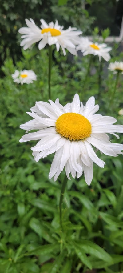 The image shows a close-up of a daisy with white petals and a yellow center, covered in water droplets. The daisy is in focus, with the background blurred and consisting of green foliage. Other daisies are visible in the background, also blurred. The scene appears to be outdoors, likely in a garden or natural setting. The specific location in the city of Shakhty, Russia, cannot be determined from the image alone. There are no people, actions, or interactions depicted.