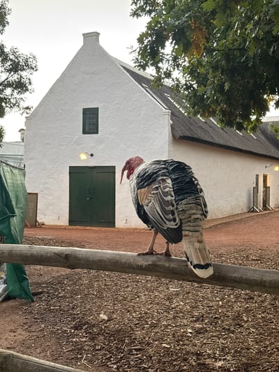 This image, taken in Drakenstein Nu, South Africa, depicts a large domestic turkey perched on a wooden fence post in front of a traditional Cape Dutch-style building. The turkey, positioned prominently in the mid-ground, faces left and appears to be looking down. It has distinct black, white, and brown patterned feathers, particularly on its back and tail, and a noticeable red head and wattle. Its legs and feet are gripping the sturdy, round wooden post.

Behind the turkey, a whitewashed building with a steeply pitched thatched roof serves as the backdrop. The building features a prominent gabled facade on the left. It has two dark green wooden doors and a small dark green framed window higher up on the wall. A vintage-style yellow wall light is affixed to the white wall, near the main doors.

To the upper left, a large, leafy green tree partially frames the scene, with its branches extending over the thatched roof. The ground in the foreground and extending towards the building is covered in dry, earthy material, possibly a mix of dirt and gravel. Another wooden post is visible to the right of the turkey, and a green tarp structure can be seen in the lower right, beyond another wooden post. In the lower right foreground, a blurred wooden sign stand with unreadable text is present. The lighting suggests daytime, possibly early morning or late afternoon, with soft, diffused light, evoking a serene, rural atmosphere.