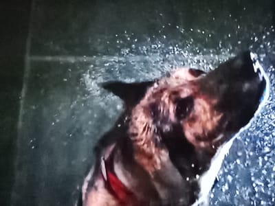 The image shows a close-up, blurry, and grainy shot of a dog shaking water from its fur. The dog appears to be a German Shepherd or a similar breed, with brown and black fur. It is wearing a red collar. The background is dark and textured, possibly a wet floor or ground, with numerous small droplets of water visible, suggesting the dog is outdoors or in a wet environment. The focus is on the dog's head and upper body as it shakes. The scene is dark and has a low resolution, making precise details difficult to discern. There is no discernible context or identifiable landmarks that would suggest a specific location in Klichaw, Belarus.