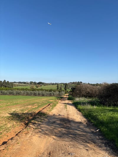 This image depicts a rural landscape near Beit Hanan, Israel, under a clear blue sky. A single-engine white aircraft is visible in the upper left quadrant of the sky, flying from left to right. The scene is dominated by a sunlit dirt road, approximately 3-4 meters wide, extending from the foreground into the distance, narrowing as it recedes. Tire tracks are visible on the road's surface, which also shows some irregularities and small depressions.
To the left of the dirt road, a cultivated field extends, showing rows of green crops. Beyond this field, a parallel row of densely planted olive trees is visible. Further in the background, rolling green hills with scattered trees and some distant structures under sunlight are present.
To the immediate right of the dirt road, an area of wilder vegetation consists of dark-branched, deciduous trees and patches of vibrant green grass. Sunlight casts distinct shadows across the road and the adjacent ground, suggesting either morning or late afternoon. No individuals or animals are visible in the scene. The overall environment is agricultural and natural, with visible human intervention in the form of cultivation and the dirt track.
