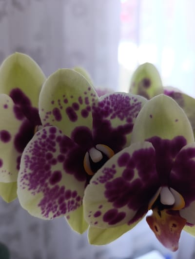 The image is a close-up, low-angle shot of several spotted orchids. The orchids have pale yellow petals with dark purple spots and streaks. The center of the flowers features white and yellow stamen. The background is blurred, showing a diffused light source that suggests an indoor setting, possibly near a window. There is no visible indication of the city of Filippenkov, Russia, nor are there any people or actions depicted in the image.