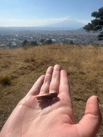 A grasshopper rests on an open human palm, positioned in the foreground. The background reveals a landscape with dry, golden grass merging into a distant urban area and a faint mountain range under a clear blue sky. The scene is bathed in sunlight, casting a distinct shadow from the insect onto the hand.