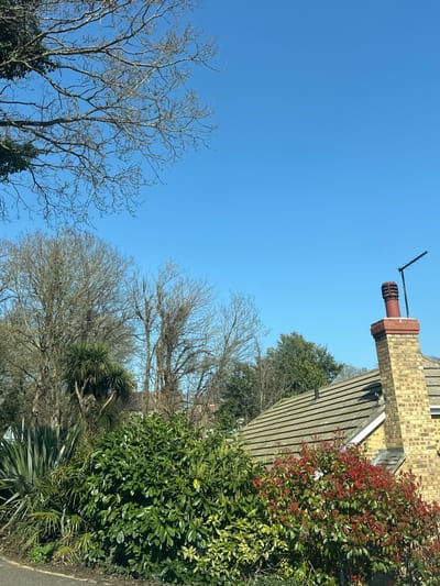The image presents an outdoor residential scene in Rochester, United Kingdom, under a clear, cloudless blue sky.
In the upper-left quadrant, bare, gnarled branches of a deciduous tree extend into the frame, partially covered by dark green ivy. The middle ground features a dense arrangement of trees, primarily tall, leafless deciduous specimens with visible branch structures, indicating a late winter or early spring setting. Among these are several evergreen plants, including a prominent Yucca-like plant with long, spiky green leaves on the left.
To the right, the light brown, tiled roof of a residential building is visible, sloping downwards towards the right edge. A prominent brick chimney, constructed from light yellow or beige bricks, rises from the roofline. It is capped with a reddish-brown chimney pot, to which a black, multi-element television antenna is securely attached.
The foreground is dominated by a vibrant array of dense shrubs and bushes. These include dark green leafy bushes, some with variegated foliage, and a significant cluster of plants featuring bright red new growth. A narrow strip of dark grey asphalt, indicative of a road or pathway, is visible at the bottom left of the frame.
No individuals, animals, or specific activities are depicted in the scene.