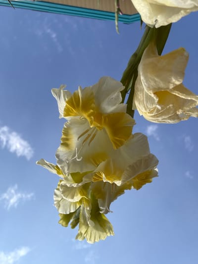 This is a close-up, low-angle, vertical shot of a flowering plant with yellow and white petals, suspended against a bright blue sky with scattered white clouds. The flowers are drooping downwards, with the petals appearing delicate and slightly translucent. The stem and leaves are a vibrant green. The top edge of the image shows a sliver of a structure with horizontal blue and turquoise stripes, possibly a canopy or awning. The scene appears to be outdoors, with the sky suggesting daylight. There is no indication of the city of Большелуг, Russia, in the image itself, and the image does not contain any people or visible actions.