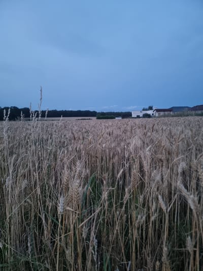 The image captures a rural scene at dusk in Pohránov, Czechia. In the foreground, a dense field of ripe wheat stalks stretches across the frame, with some stalks reaching higher than others, creating a textured, golden-brown surface. The sky above is a deep, twilight blue, with subtle cloud formations. In the middle ground, a line of dark green trees forms a treeline, behind which several residential buildings are visible. The buildings appear to be houses, with various rooflines and wall colors, suggesting a small village or settlement. The lighting indicates that it is either early morning or late evening, with the fading light casting a muted glow over the landscape. There are no people or animals visible in the image.