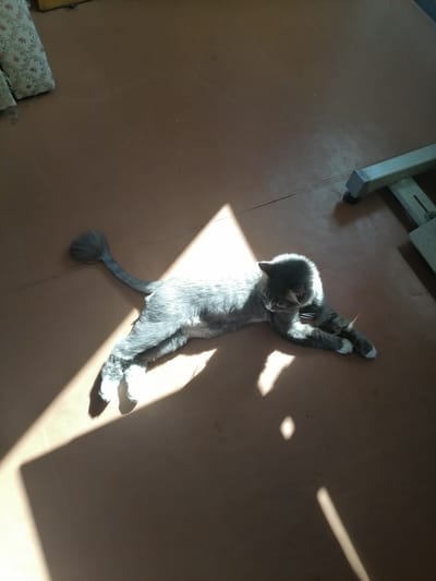 A gray cat with white paws lies on a brown floor, basking in sunlight that casts distinct shadows. The cat is positioned diagonally across the frame, facing to the right with its head slightly lowered. Its tail is curled up and to the left. In the background, to the upper right, a part of a metal frame structure is visible. To the upper left, two light-colored pillows with a floral pattern are partially in view. The floor appears to be linoleum or a similar material with visible seams. There are no other living beings or significant human-made objects present. The scene is illuminated by natural light entering from the left, creating a strong contrast between light and shadow. No indication of location in Kherson, Ukraine is present in the image.