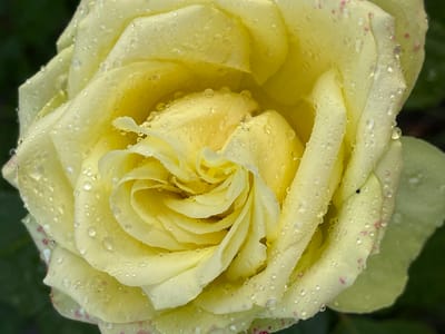 A close-up, overhead shot shows a pale yellow rose covered in water droplets. The rose is in full bloom, with tightly curled petals forming a central spiral. The droplets, ranging in size, cling to the velvety surface of the petals, reflecting light and giving the flower a dewy appearance. Some droplets have a larger, more rounded shape, while others are tiny beads. Small pink speckles are visible on the outer edges of some petals, suggesting a subtle variation in the rose's coloration. The background is a soft blur of dark green, hinting at foliage and the natural setting of a garden. The lighting appears soft and diffused, possibly indicating an overcast day or early morning light. The image conveys a sense of delicate beauty and freshness. No text is visible. The location context is Middle Russia.