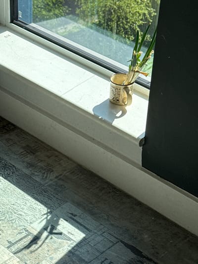 A tan and white ceramic mug, filled with green plant stems, sits on a white windowsill. The mug is decorated with coffee-related images and text. A black shade is partially lowered above the mug. Outside the window, green trees are visible. The floor beneath the window is covered in patterned linoleum, reflecting a sharp shadow cast by the mug and plants. The location is implied to be in Hull, United Kingdom, based on the context.