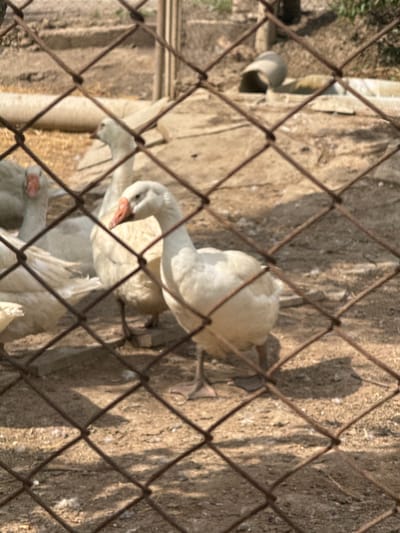 The image depicts an outdoor enclosure in Shahumian, Armenia, viewed through a rusty, brown wire mesh fence that occupies the entire foreground with a diamond grid pattern. Inside the enclosure, at least five white domestic geese are visible on a ground composed of dry, light brown earth. A prominent white goose with an orange-pink bill stands centrally, facing left. To its left and slightly behind, another white goose with a similar bill is partially visible. Additional white geese are discernible further left and in the mid-ground. In the upper right background, a grey pipe structure is present, resting horizontally on the ground. The scene is under direct sunlight, evidenced by shadows cast on the arid earth. No human subjects are visible.