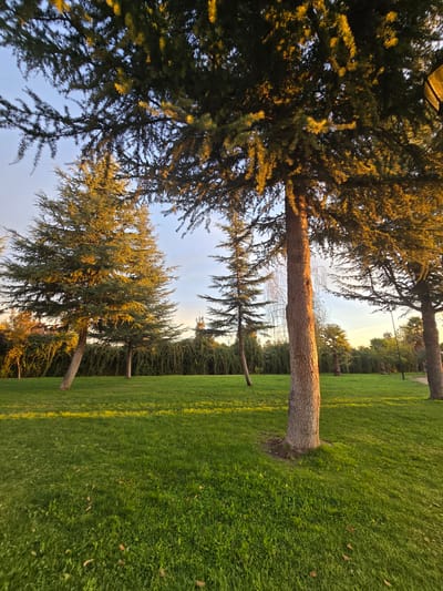 The scene depicts a park setting with a green lawn and several trees. The trees are a mix of evergreens and deciduous, with some showing golden hues suggesting sunset lighting. A lamp post is visible near the top-left of the frame. The image appears to be taken near dusk or dawn, given the warm, soft light. The setting is likely a park or green space within Puente Alto, Chile. No people are visible in the image.