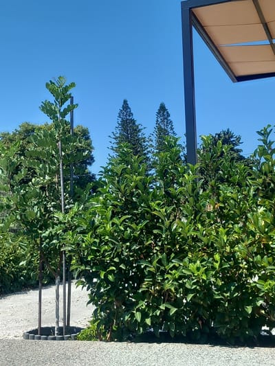 In a sun-drenched outdoor scene, a clear blue sky serves as a backdrop for lush green foliage and a modern outdoor structure. The foreground is dominated by a dense hedge of vibrant green bushes, with some smaller plants visible at their base. To the left of the hedge, a slender, young tree stands supported by three vertical stakes within a circular border of small, dark gray stones. Beyond this tree, a gravel path or driveway is visible. In the background, more trees, including two tall, conical evergreen trees, are interspersed with other greenery. A portion of a dark gray, angular frame supporting a tan fabric canopy, characteristic of an outdoor shade structure, is present in the upper right quadrant of the image. There are no people or animals depicted.