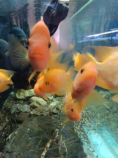 The image shows a fish tank located in the city of Berehove, Ukraine (48.205, 22.639). There are seven orange and yellow fish swimming inside, all facing the camera. The fish appear to be of the cichlid species. The tank is made of glass and sits on top of a large rock formation. The water is clear and there are small pebbles on the bottom. The tank is lit from the top.
