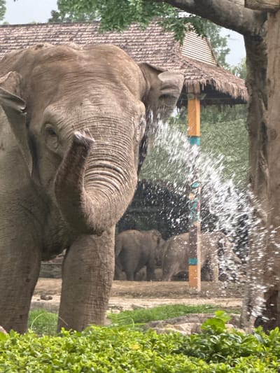 A close-up, low-angle shot captures an elephant spraying water from its trunk at the viewer, with a thatched-roof structure and trees in the background. The elephant is gray and wrinkled, with its trunk curved upwards. Water droplets create a dynamic spray across the right side of the image. In the background, two other elephants are visible, along with a building with a thatched roof and wooden supports. The foreground is filled with lush green foliage. The scene appears to be an outdoor enclosure, possibly at a zoo or wildlife park. The location is identified as Pudong, China.