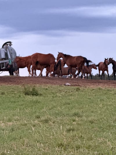 A herd of brown horses stands on a muddy embankment under a cloudy sky. To the left, a grey liquid tanker truck is partially visible. The foreground is a green, grassy field. The scene appears to be in Galinė, Lithuania.
