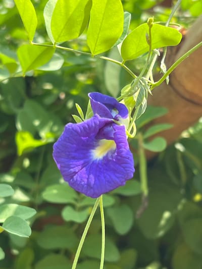 A close-up, brightly lit image depicts a single, vivid indigo-purple Butterfly Pea (Clitoria ternatea) flower, displaying a prominent yellow-white center, situated in Ve Hoeme, Ghana. The flower is suspended from a slender green vine, which also bears multiple vibrant green, ovate-elliptical leaves visible in the upper and mid-portions of the frame. The background consists of densely packed, out-of-focus green foliage, suggesting a lush outdoor environment, possibly a garden. Natural sunlight illuminates the scene, highlighting the textures of the petals and leaves. No people are present. No explicit actions or interactions are depicted.