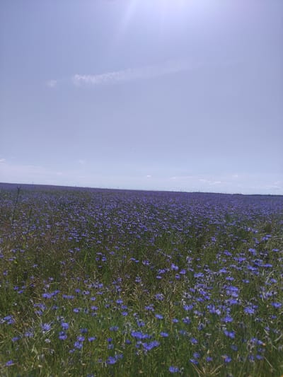 A wide shot captures a vast field of blue wildflowers, likely cornflowers, under a pale blue sky with a hint of sun glare and a wispy cloud formation. The field stretches to the horizon, appearing flat and expansive. The foreground shows a denser concentration of the blue flowers mixed with green grass and dry stalks, indicating a natural or semi-cultivated setting. The overall impression is one of rural tranquility and natural beauty, consistent with a landscape found in the Блонскі сельскі Савет, Belarus, a region known for its agricultural lands and natural scenery. There are no people or animals visible in the image.