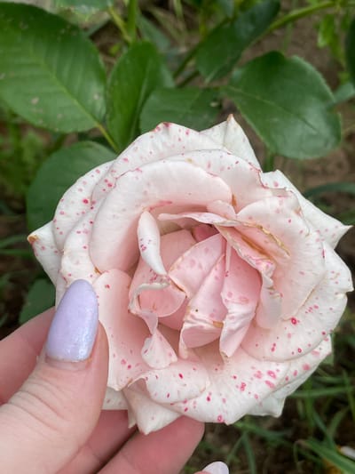 A close-up, eye-level shot focuses on a pale pink rose speckled with red dots, held by a human hand with a light purple, shimmery fingernail polish. The rose is in bloom, with delicate petals unfurling, some showing slight browning at the edges. In the background, out-of-focus green leaves and dark soil suggest a garden setting. The image was taken outdoors on an overcast day. No specific location in Baldeyka, Russia can be determined from the visual information provided.