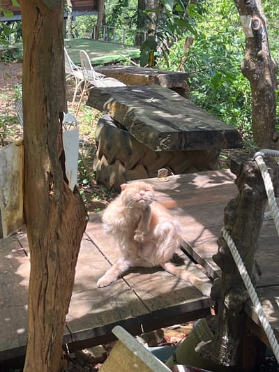 A fluffy, light-orange cat is scratching itself with its hind leg on a wooden platform outdoors, possibly in Sơn Điền, Vietnam. The cat is in the foreground, with its eyes closed and its fur appearing tousled. Sunlight dapples the wooden surface around the cat. In the background, there is lush green foliage, trees, and some outdoor furniture, including white chairs and large, flat stone slabs that may serve as tables or seating. A rope railing is visible on the right side of the image. The setting appears to be a natural, possibly resort-like, environment.