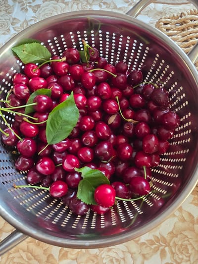 A metal colander filled with fresh, dark red cherries is placed on a beige tablecloth with a floral pattern. Some green leaves are scattered amongst the cherries. The colander has a shiny, metallic finish and is perforated with many small holes. The cherries are plump and have a glossy sheen, with some still attached to their thin green stems. One cherry in the foreground is a brighter red and catches the light. The lighting suggests it is daytime, possibly indoors given the tablecloth. There is no visible text in the image. The scene evokes a sense of freshness and natural abundance. The location context of Brzeg, Poland, implies a potential harvest or market scene.