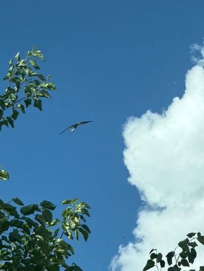 In the city of Rusekastro, Bulgaria, a bird with outstretched wings is captured mid-flight against a vibrant blue sky. The bird is positioned in the upper-left quadrant of the frame, appearing small against the vastness of the sky. To the right, a large, fluffy white cloud dominates a portion of the sky. Green foliage from trees frames the scene, with branches and leaves visible in the foreground on the left and right sides of the image, partially obscuring the sky and clouds. The lighting suggests a sunny day, with the sun illuminating the leaves and the clouds.