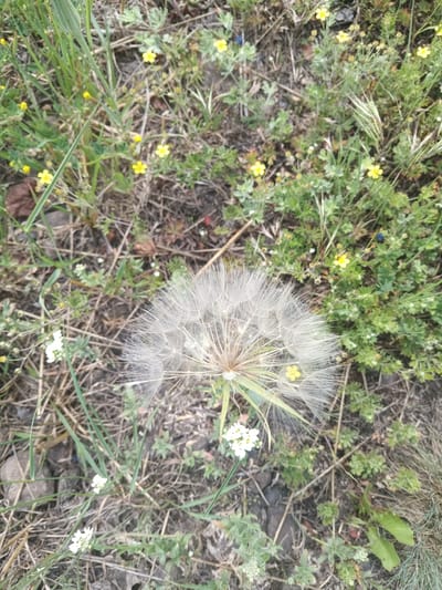 A close-up, high-angle shot captures a fluffy dandelion seed head in the center of the frame, surrounded by a field of dry grass, green foliage, and scattered small yellow wildflowers. The seed head, predominantly white and feathery, is the main focal point, with its delicate filaments extending outwards. The ground is a mix of dry earth, grass, and small stones. There are no people or animals visible in the image. The setting appears to be a natural, possibly unkempt, outdoor environment, consistent with a field or meadow on the outskirts of Berdychiv, Ukraine. The lighting suggests it is daytime, with natural light illuminating the scene.