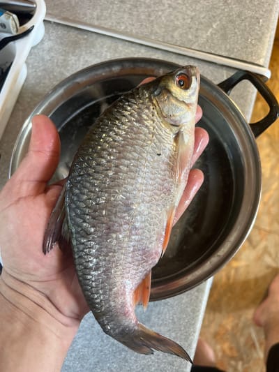 An individual's hand is holding a small, silver-scaled fish with an orange pectoral fin over a metal pot of water. The fish is positioned horizontally, with its head pointing to the right. The scales of the fish are clearly visible, and a small black insect is perched on its side. The background shows a grey countertop and a white container to the left, and the edge of a metallic pot with a black handle to the right. A portion of a person's leg and foot is visible in the lower right corner of the image. The scene appears to be in a domestic setting, likely a kitchen, in Vasilyevo, Russia.