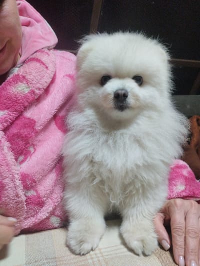 A white Pomeranian puppy is held by an unseen person, wrapped in a pink fluffy robe with a floral pattern. The puppy is positioned in the foreground, facing the camera with its paws resting on a checkered surface. The person's hands are visible on either side of the puppy, one hand gently touching the robe and the other resting near the puppy's paw. The background is dark and out of focus. The image appears to have been taken indoors, possibly in a home environment. There is no information to suggest the location is in Urkovo, Russia.