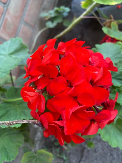This is a close-up, eye-level shot of a cluster of vibrant red geranium flowers. The flowers are the main subject, filling most of the frame with their delicate, ruffled petals. They are arranged in a rounded inflorescence, with individual blossoms facing outward and upward. Some of the petals show slight variations in shade, from a deep crimson to a brighter, more intense red. In the background, out-of-focus green leaves provide a soft contrast to the bold red of the flowers. Further back, hints of a textured, greyish-brown surface, possibly a brick wall or stone, and a lighter, blurred brick pattern suggest an outdoor setting. A thin, dry, brown stem with a fuzzy texture is visible supporting some of the flowers on the right side of the image. The lighting appears natural, suggesting it might be daytime, possibly overcast or in soft sunlight, as there are no harsh shadows. The overall mood is one of natural beauty and tranquility, focusing on the intricate details of the blooming flowers. There is no visible text in the image.