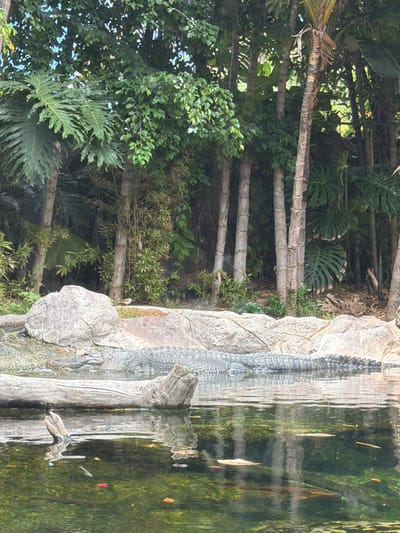 The image depicts a serene, naturalistic enclosure, likely a zoo or wildlife park, set within the lush botanical environment of Puerto de la Cruz, Spain. The foreground shows the calm surface of a body of water, reflecting the dense green foliage and tall, slender trees that form the backdrop. A weathered, fallen tree trunk lies partially submerged in the water, its textured surface adding to the natural aesthetic. Just beyond the trunk, and partially submerged in the water, is the back of a large reptile, most likely an alligator or crocodile, its scaly hide blending with the surrounding rocks. Behind the reptile, a rocky embankment forms the edge of the enclosure, further enhancing the naturalistic design. The overall impression is one of a carefully curated habitat designed to mimic a wild, tropical environment.